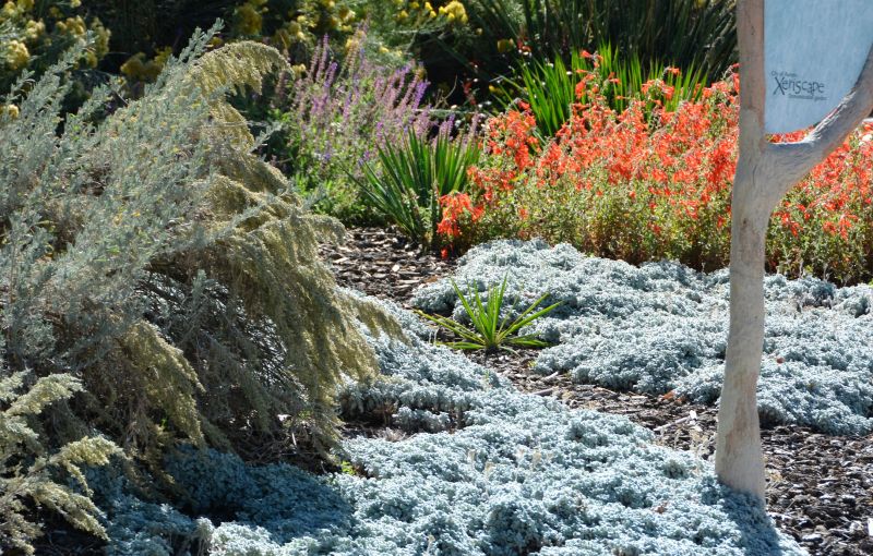 Drought Resistant Landscaping