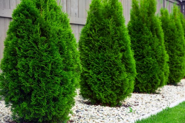 Arborvitae Planting in Brentwood