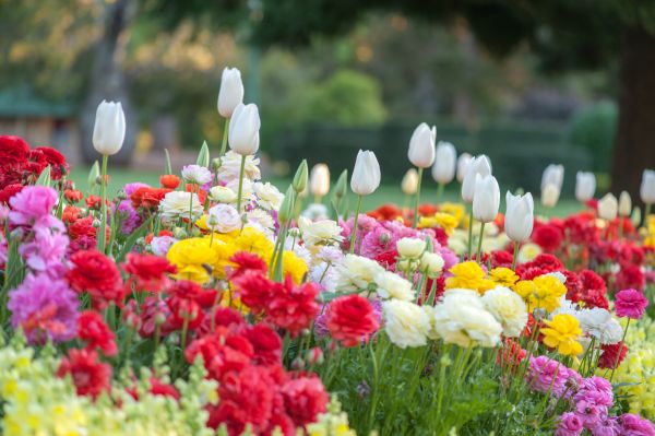 Gardening Service in Brentwood