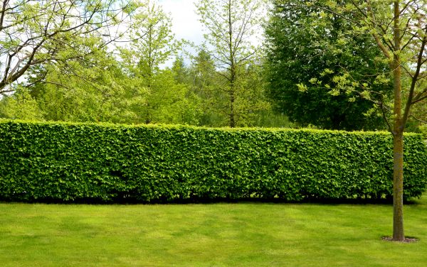 Hedge Planting in Brentwood