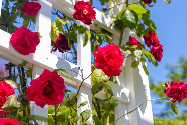 Home Gardening Service in Brentwood