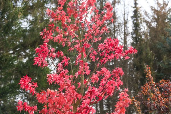 Japanese Maple Planting in Brentwood