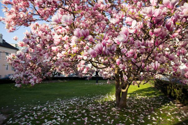 Magnolia Tree Planting in Brentwood
