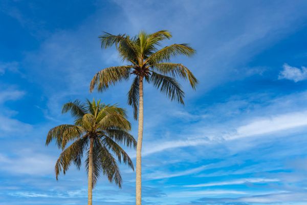 Palm Tree Planting in Brentwood