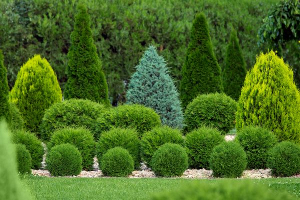 Shrub Replacement in Brentwood