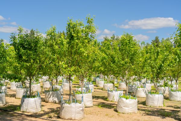 Tree Planting Service in Brentwood
