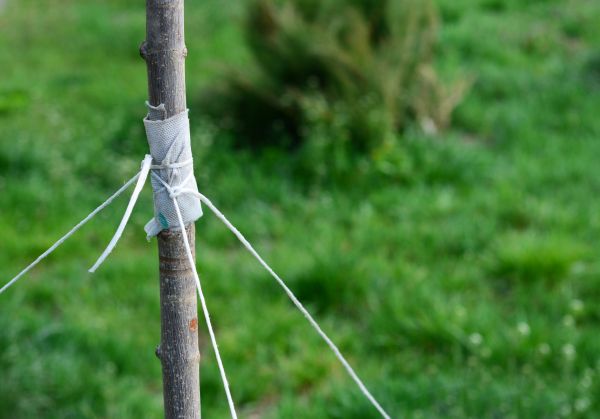 Tree Staking Service in Brentwood