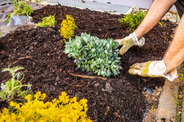 Weeding And Mulching in Brentwood