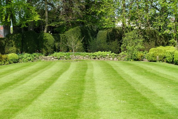 Lawn Renovation in Brentwood