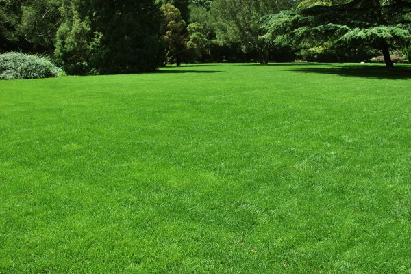 Lawn Landscaping in Brentwood