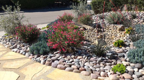 Xeriscape Landscaping in Brentwood
