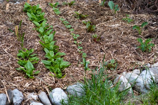 Mulch Service in Brentwood
