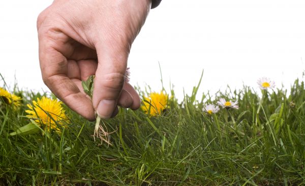 Lawn Weeding in Brentwood