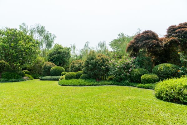 Tree Landscaping in Brentwood