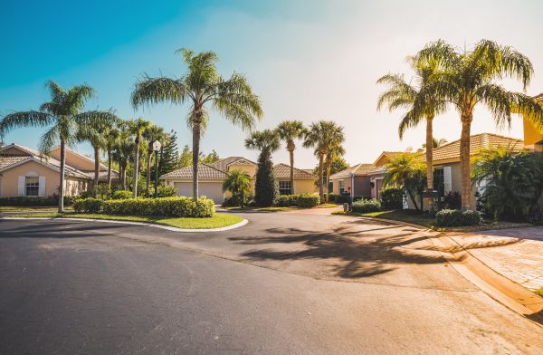 Palm Tree Landscaping in Brentwood