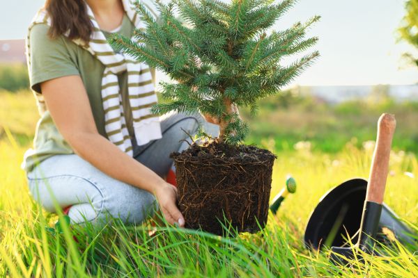 Spruce Tree Planting in Brentwood