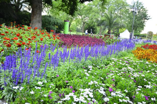 Perennials Planting in Brentwood