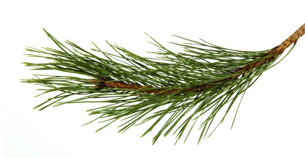Pine Needles Installation in Brentwood