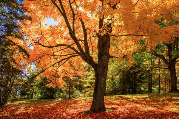 Maple Tree Planting in Brentwood