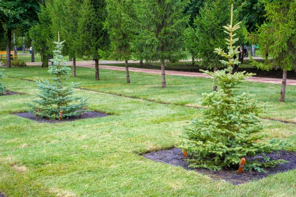 Privacy Trees Planting in Brentwood