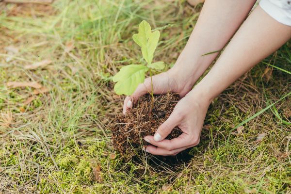 Oak Tree Planting in Brentwood
