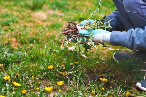 Flower Bed Clearing in Brentwood