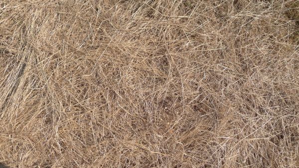 Pine Straw Replacement in Brentwood