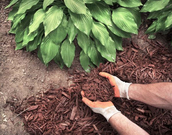 Bark Spreading in Brentwood