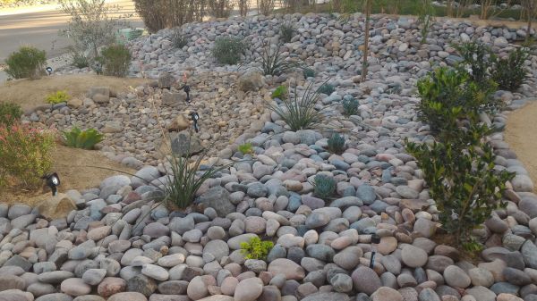 Yard Xeriscaping in Brentwood