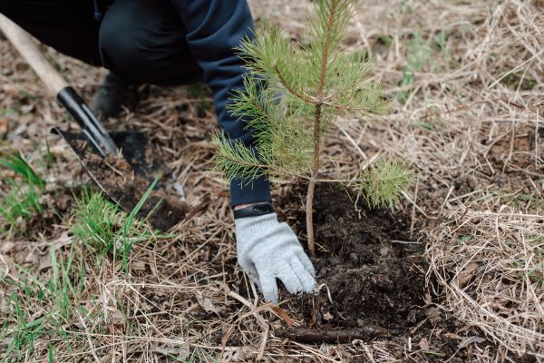 Pine Tree Planting in Brentwood