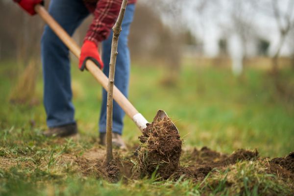 Trees Planting in Brentwood