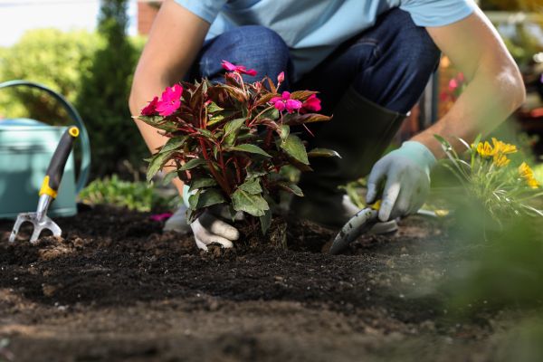 Plant Replacement in Brentwood