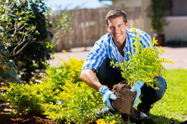 Shrub Landscaping in Brentwood