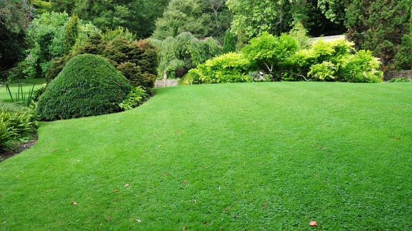 Commercial Landscape Design in Brentwood