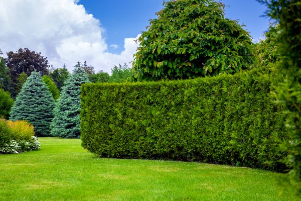 Hedge Landscaping in Brentwood