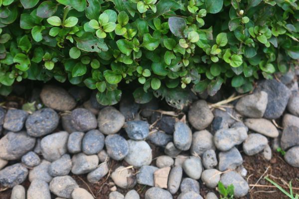 River Stone Installation in Brentwood