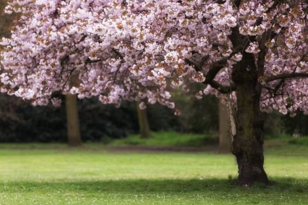 Cherry Tree Planting in Brentwood