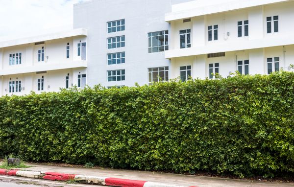 Privacy Landscaping in Brentwood