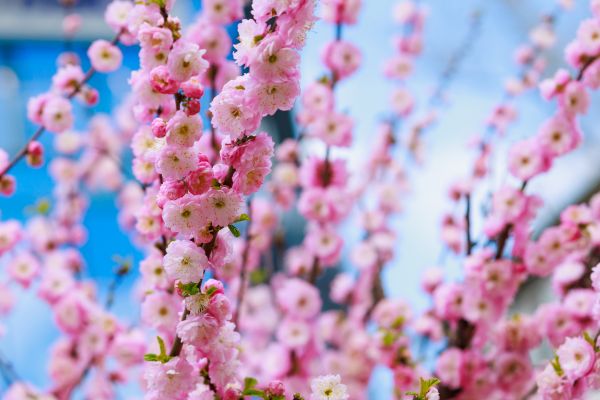 Japanese Cherry Tree Planting in Brentwood