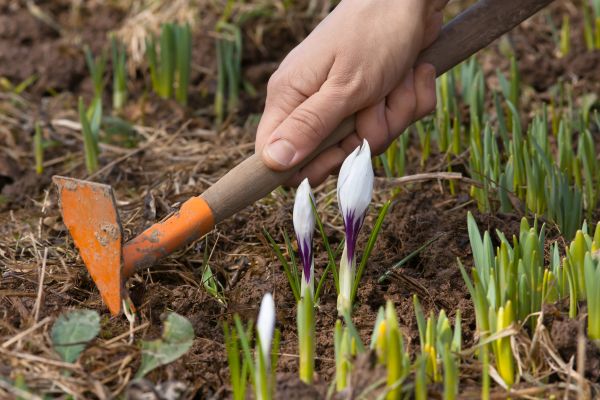 Flower Garden Weeding in Brentwood