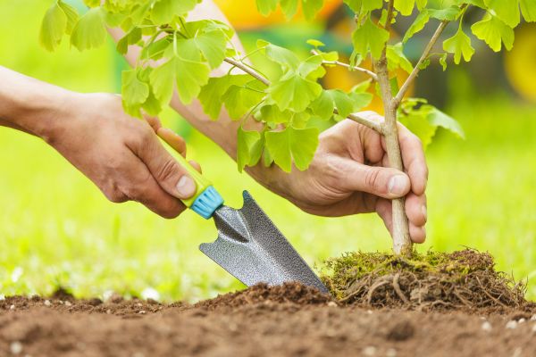 Fruit Tree Planting in Brentwood
