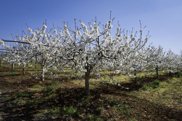 Orchard Planting in Brentwood