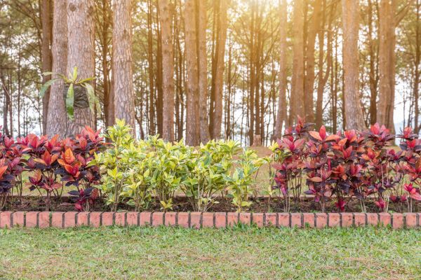Small Garden Landscaping in Brentwood