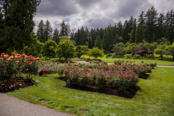 Flower Garden Landscaping in Brentwood