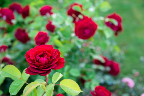 Rose Planting in Brentwood