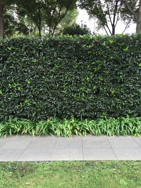 Privacy Shrub Planting in Brentwood