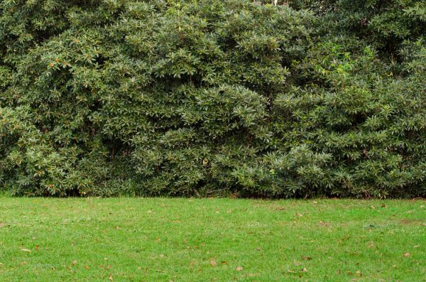 Privacy Hedge Planting in Brentwood