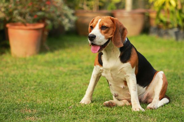 Dog Friendly Landscaping in Brentwood