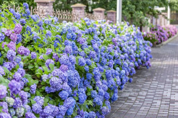 Hydrangea Landscaping in Brentwood