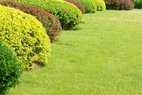 Shrubbery Planting in Brentwood